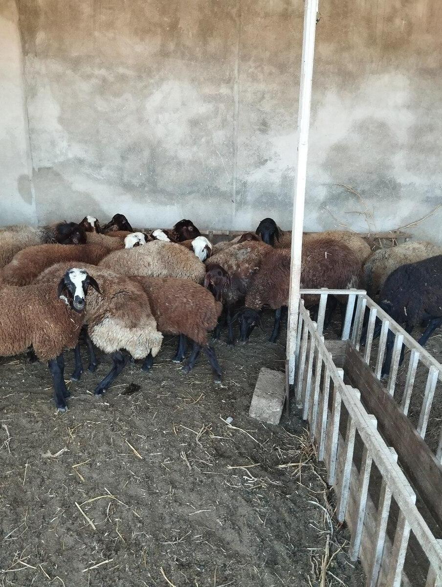 Qoyunlar — Kənd təsərrüfatı heyvanları, Bakı