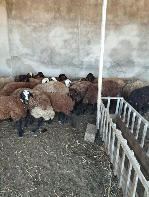 Qoyunlar — Bakı