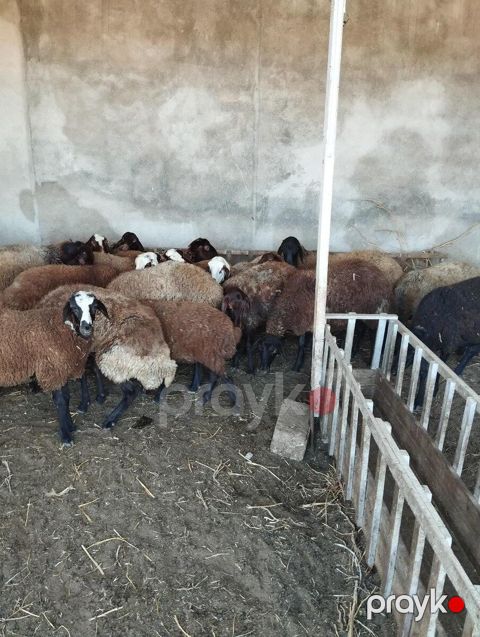 Qoyunlar — Bakı