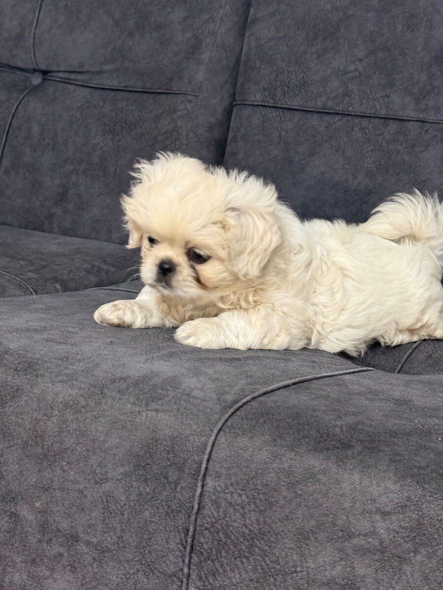 Pekines — Köpəklər, Bakı (10)