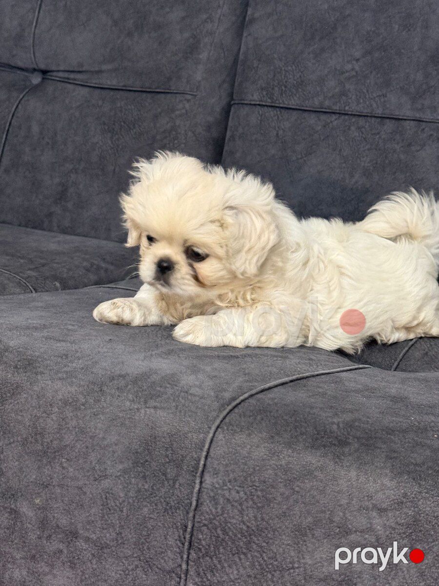 Pekines — Köpəklər, Bakı (7)
