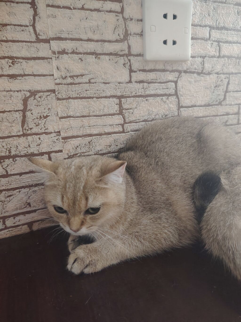 Britan — Pişiklər, Digah (7)