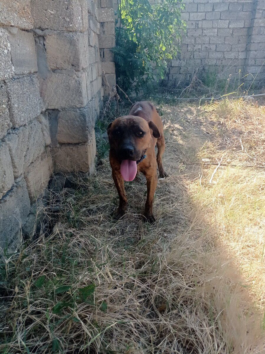 Pitbul — Köpəklər, Bakı (3)