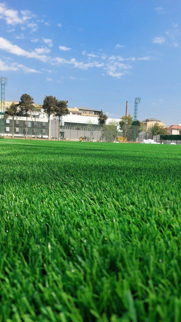Süni qazon — Bitkilər, Bakı (12)