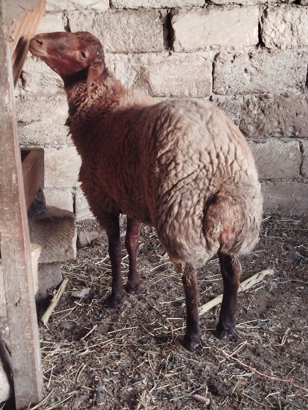 Qoyun – qala ətlik istiqamət, qəhvəyi rəngli, uzunqulaqlı. - Bədən — Kənd təsərrüfatı heyvanları, Sumqayıt (2)