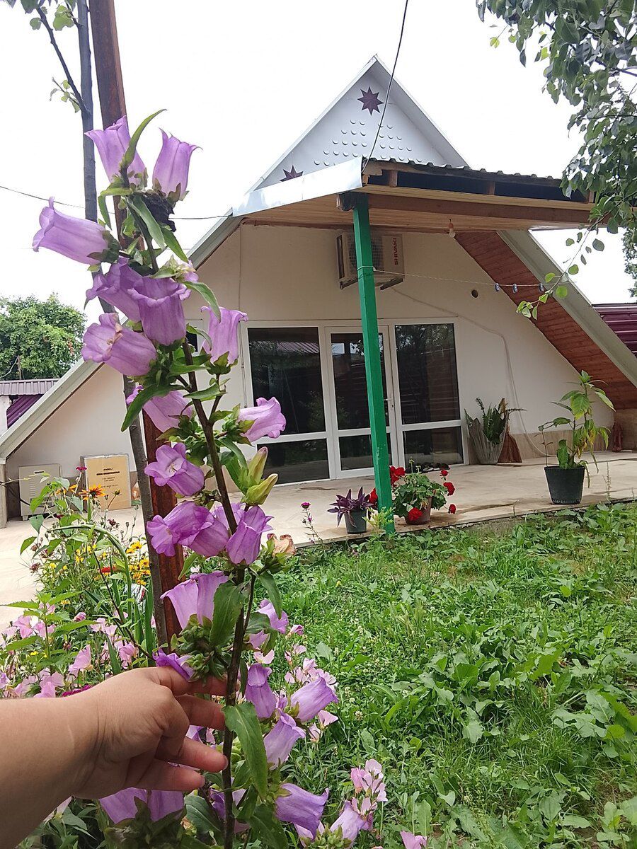 Bağ evi kirayə verilir, Qəbələ ş — Ev, villa, Qəbələ (2)