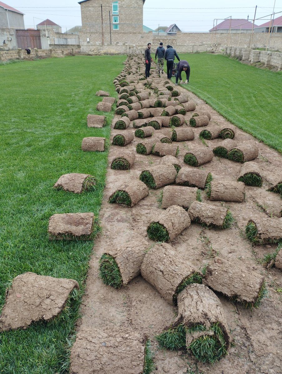 Qazon — Bitkilər, Bakı (8)