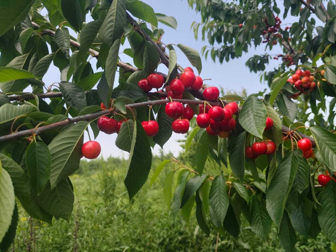 2500 sot torpaq sahəsi, Quba r — Torpaq, Quba (10)