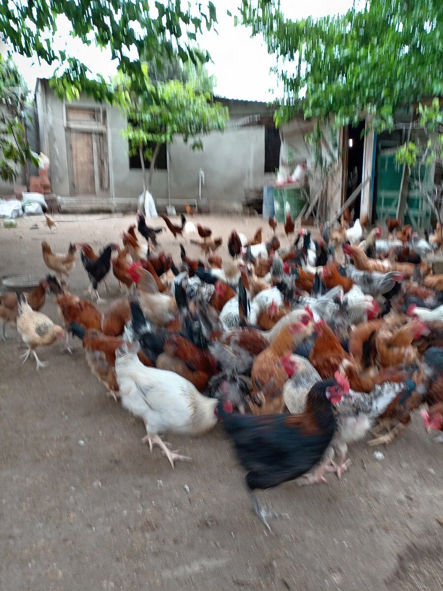 Xoruzlar — Quşlar, Bakı (9)