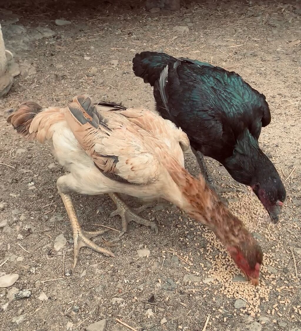 Toyuq, Damazlıq — Toyuq və xoruz, Şamaxı
