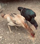 Toyuq, Damazlıq — Chickens and roosters