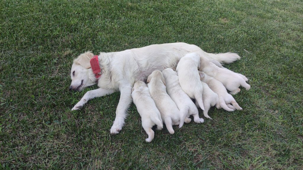 Retriever, 1 ay — Köpəklər, Gəncə (2)