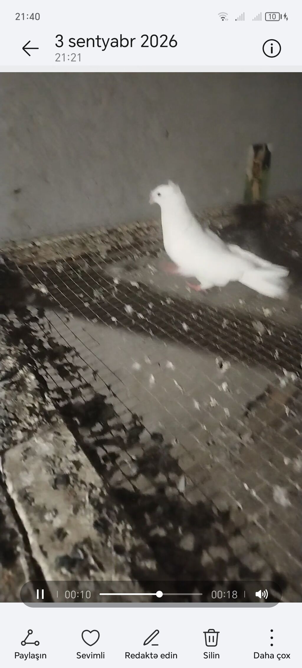Qoşa kekil mayadi unvan gemce gondermek mumkundu 0513992050 — Göyərçin, Gəncə (3)