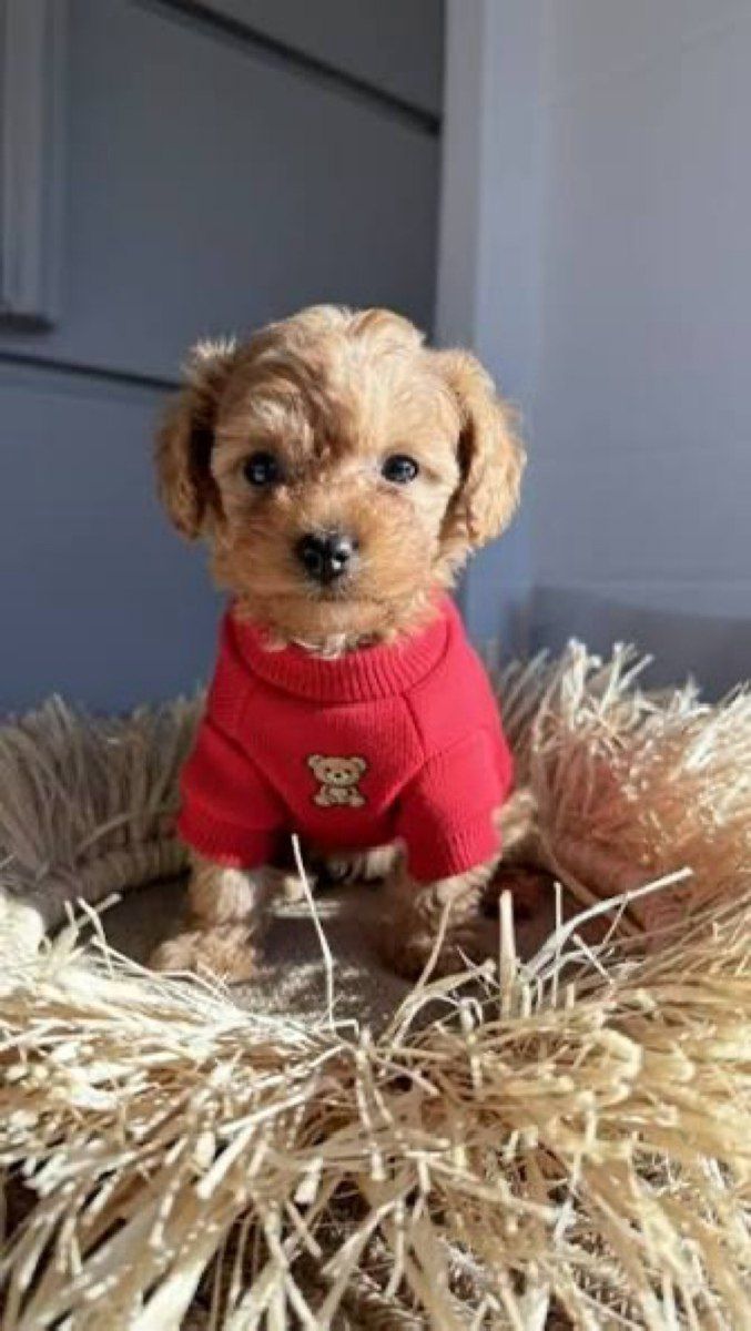 Micro Toy Poodle balaları — Köpəklər, Bakı (5)