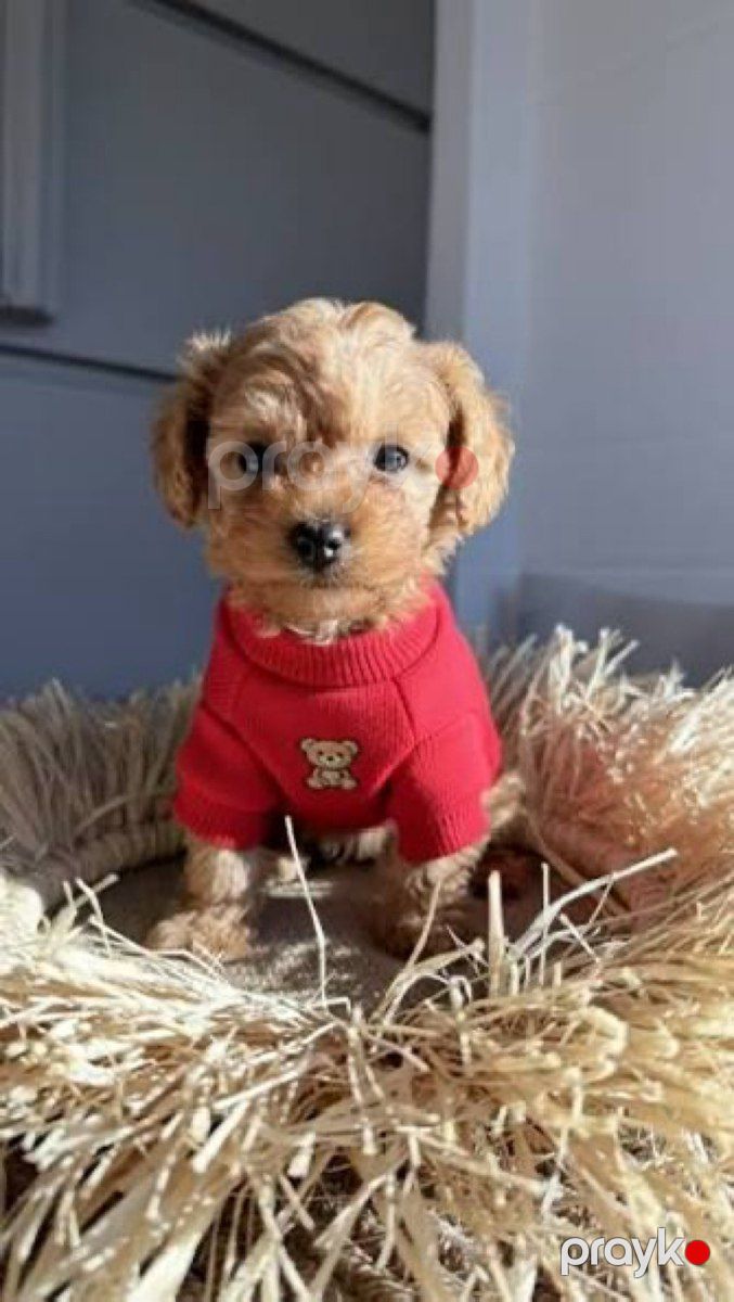 Micro Toy Poodle balaları — Köpəklər, Bakı (5)
