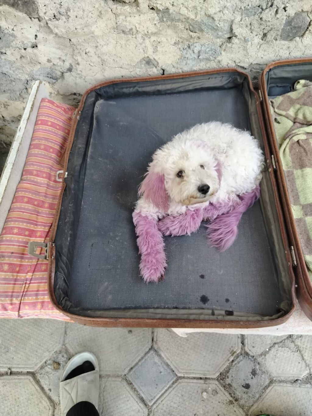 Pudel, 5 ay, Dişi, Peyvəndli, Ünvandan götürmə — Köpəklər, Gəncə