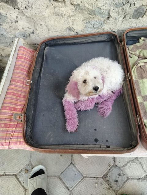 Pudel, 5 ay, Dişi, Peyvəndli, Ünvandan götürmə — Gəncə