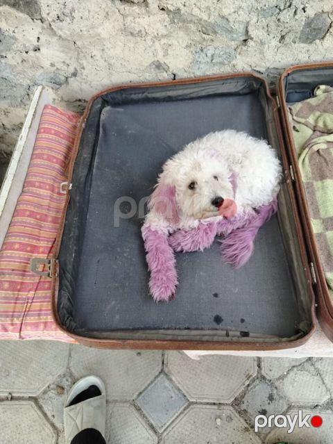 Pudel, 5 ay, Dişi, Peyvəndli, Ünvandan götürmə — Gəncə