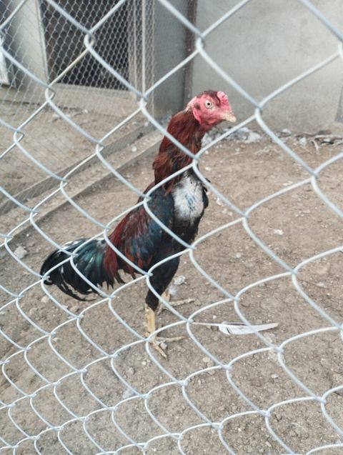 Heyratı — Bakı
