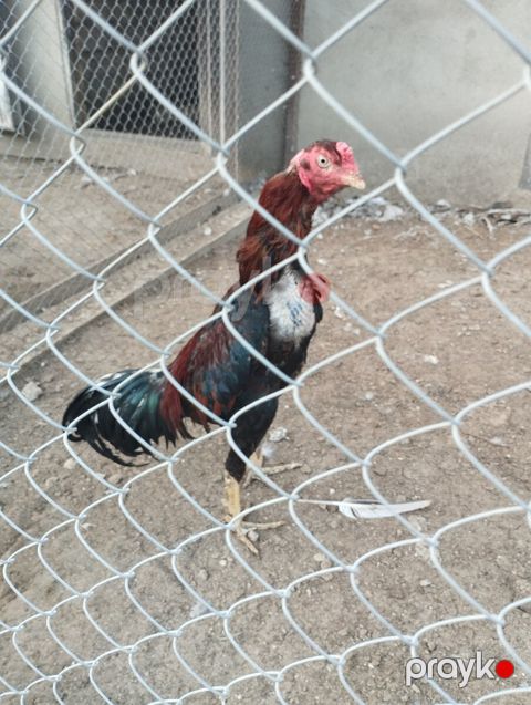 Heyratı — Bakı