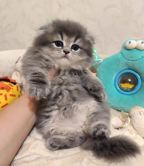 Şotland uzun tüklü — Bakı