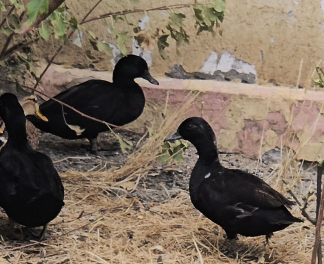 Karlik ördəklər — Quşlar, Bakı (3)