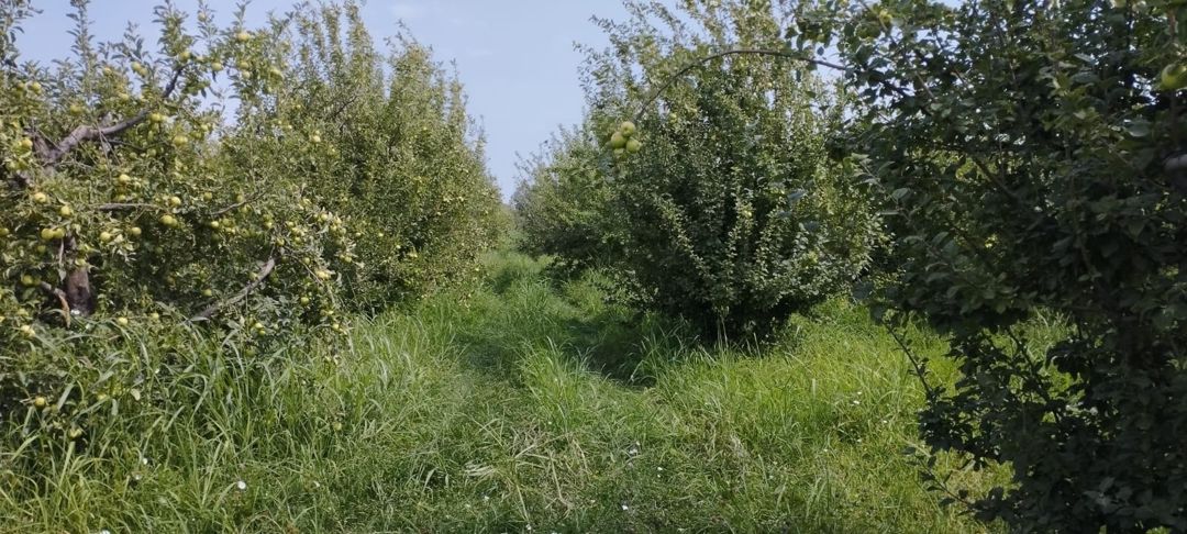 Satılır torpaq 115 sot — Torpaq, Quba (6)