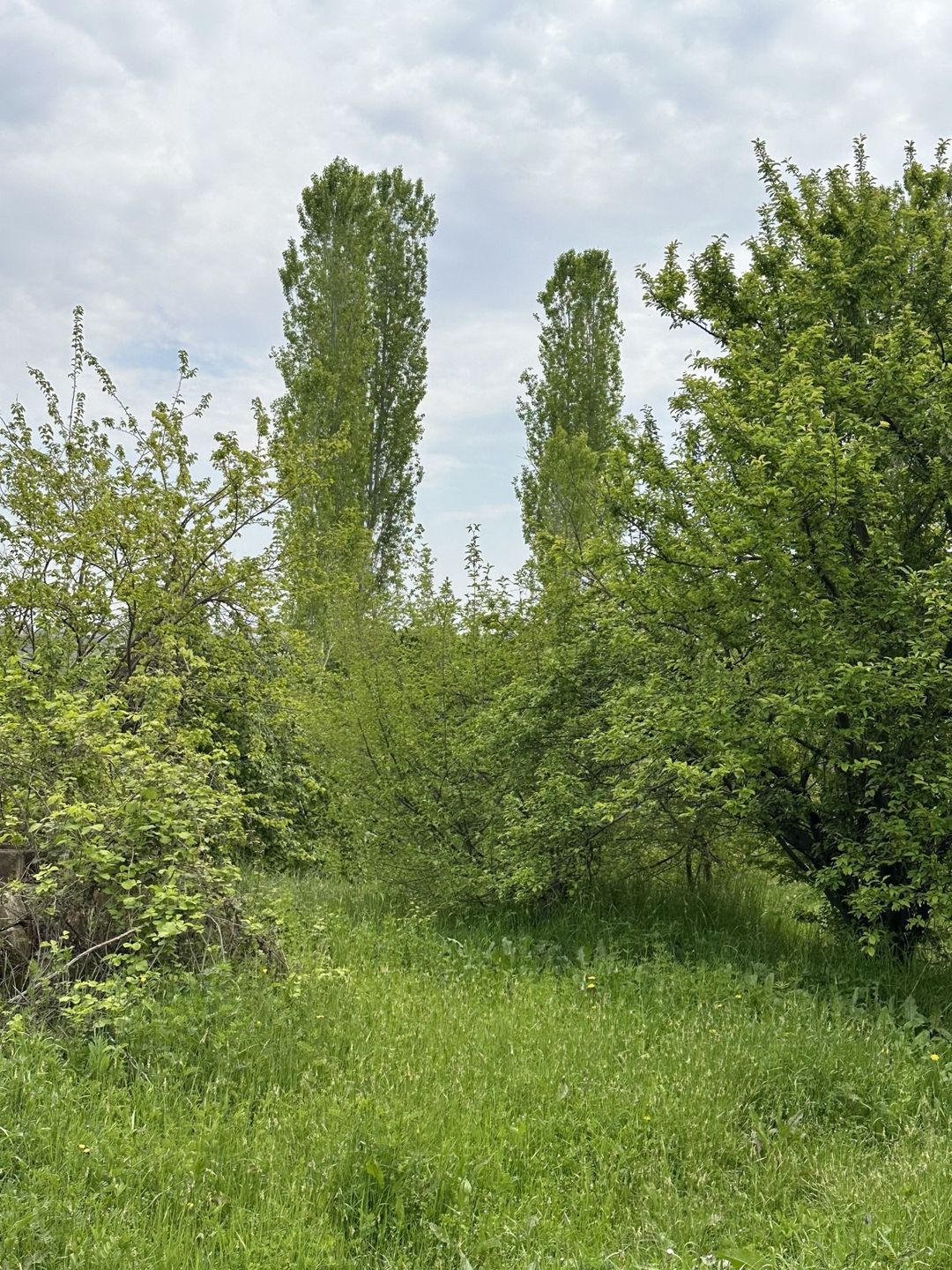 Satılır torpaq 31 sot — Torpaq, Gəncə (11)