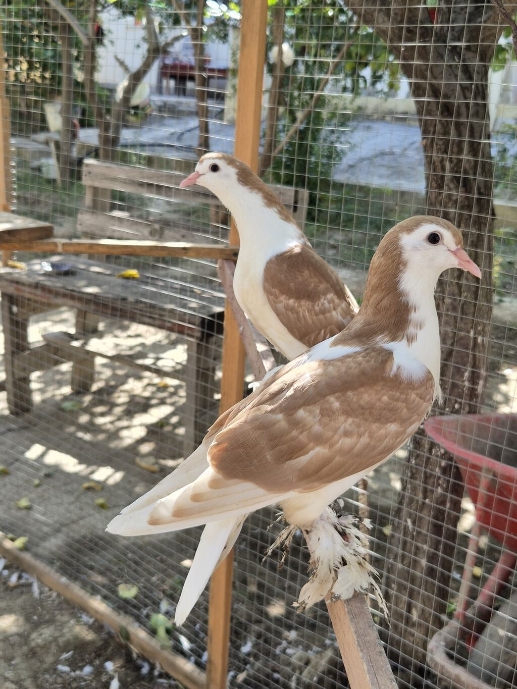 Sari delfin cut balalardi — Göyərçin, Sumqayıt (3)