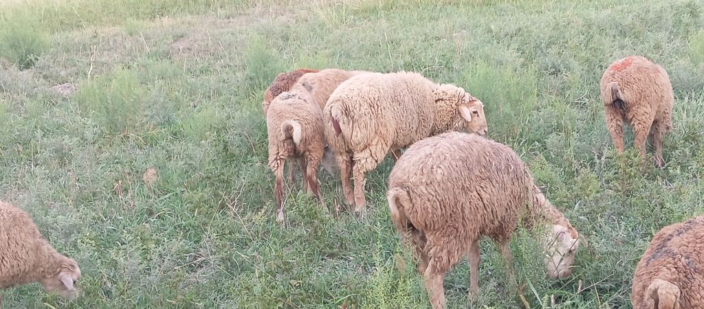 40 ədəd quzudu - Növ: yerli ətlik-yunlu qoyunlar - Say: şəkillərdə — Kənd təsərrüfatı heyvanları, Ağsu (3)