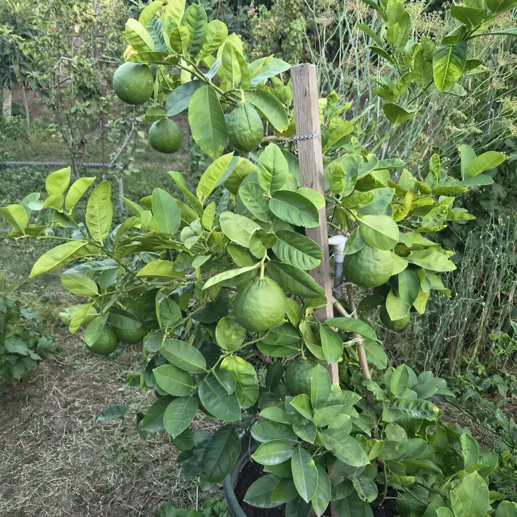 Meyvəli sitrus ağacı – qabda yetişdirilən limon/bergamot tipli sort — Ağaclar və fidan, Bakı (3)