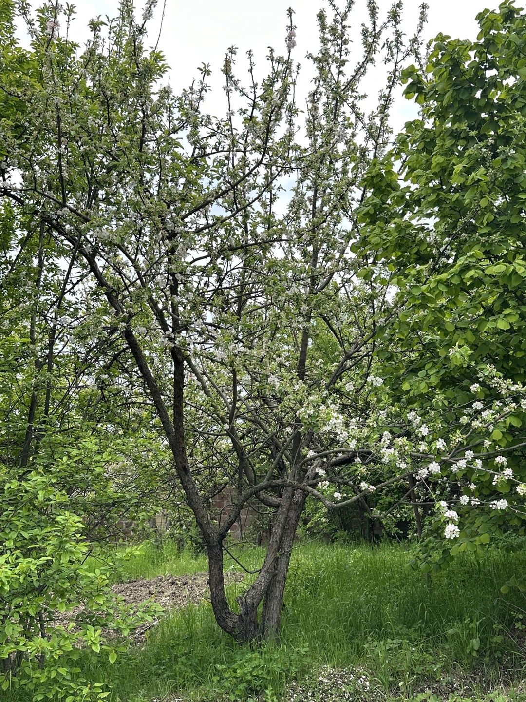 Satılır torpaq 31 sot — Torpaq, Gəncə (8)