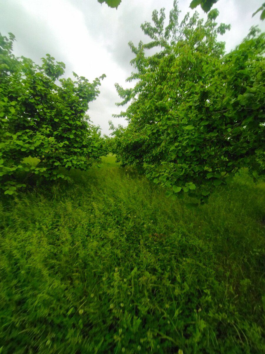 65 sot torpaq sahəsi, Xaçmaz r — Torpaq, Xaçmaz (10)
