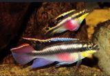 Akvarium balığı "Pelvicachromis pulcher" — Senan