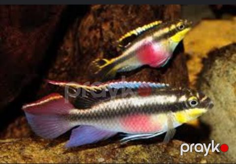 Akvarium balığı "Pelvicachromis pulcher" — Sumqayıt