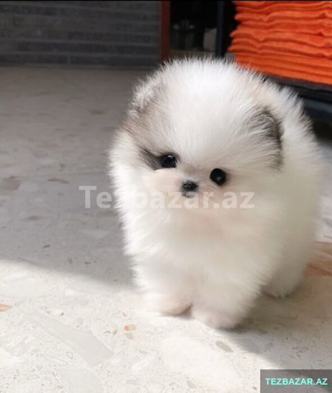 Pomerian Spitz balasi boymuyen — Bakı