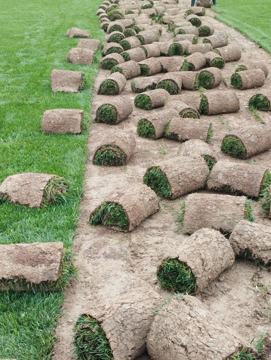 Qazon — Bitkilər, Bakı (6)