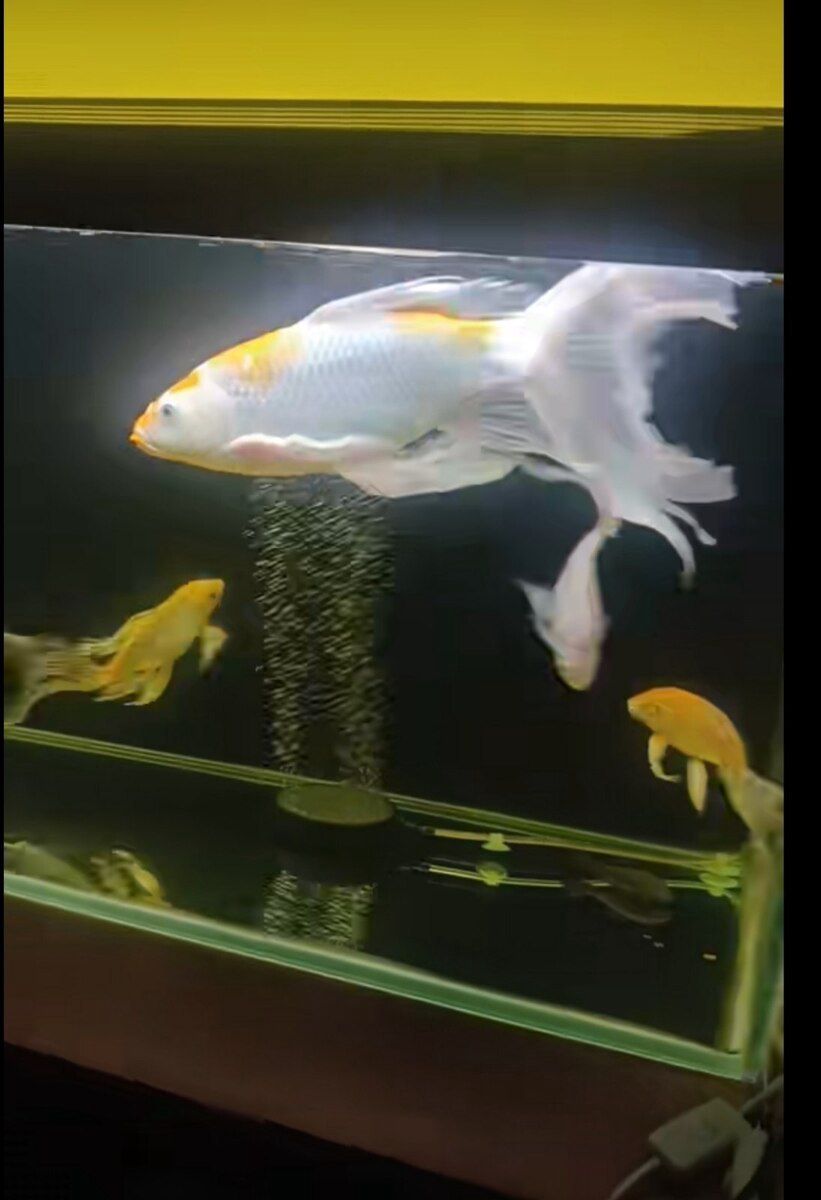 Akvarium və balıqlar — Akvariumlar və balıqlar, Sumqayıt (2)
