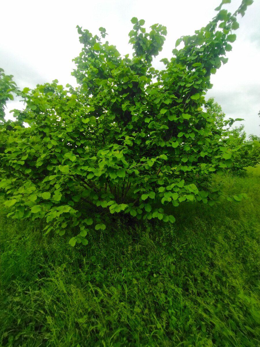 65 sot torpaq sahəsi, Xaçmaz r — Torpaq, Xaçmaz (11)