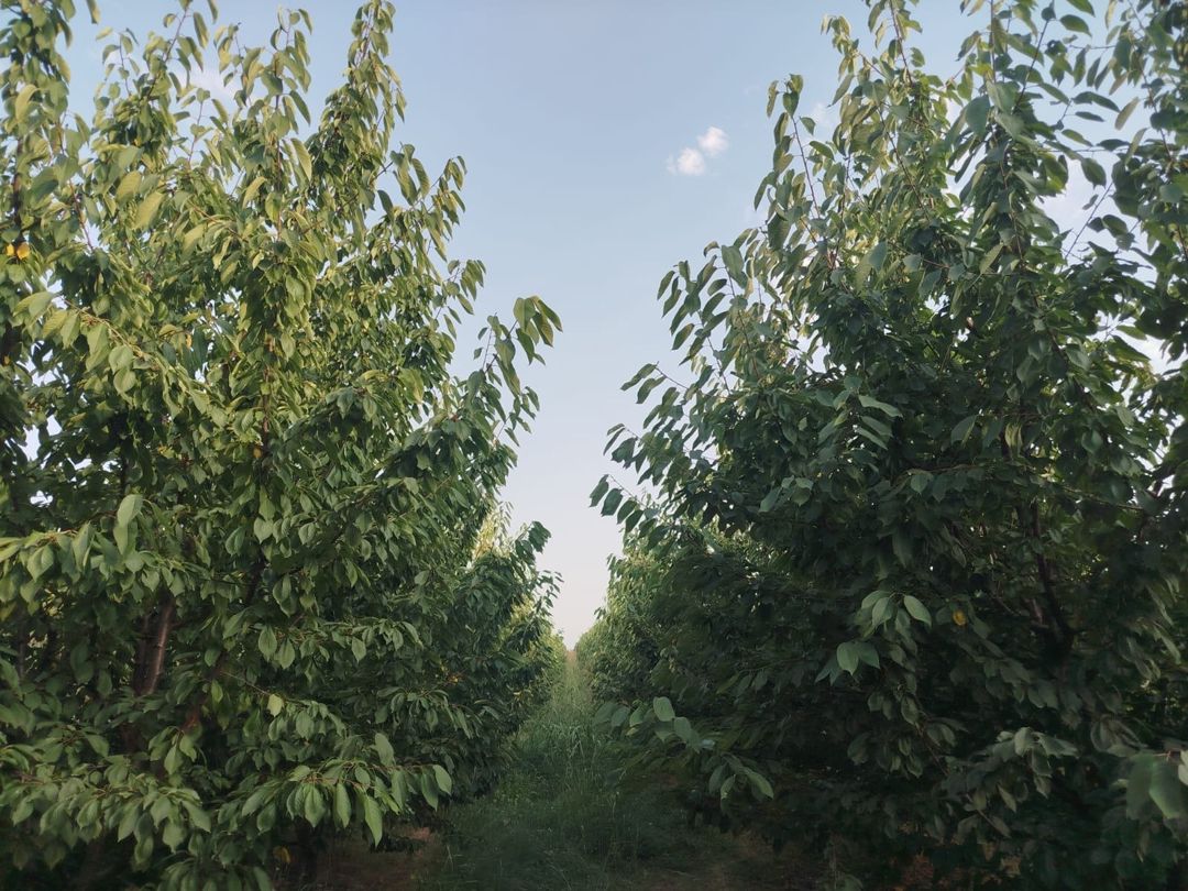 85 sot torpaq sahəsi, Qusar r — Torpaq, Qusar (12)