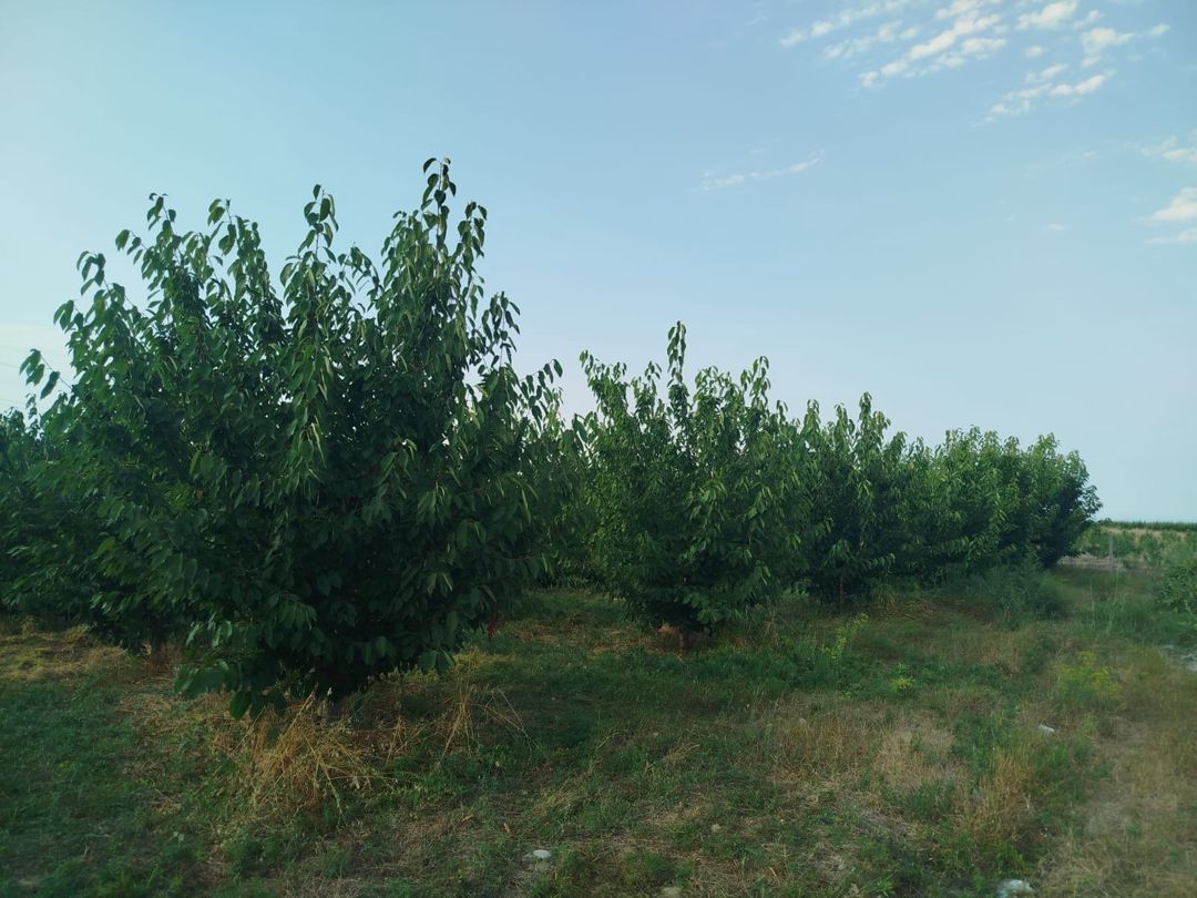85 sot torpaq sahəsi, Qusar r — Torpaq, Qusar (2)