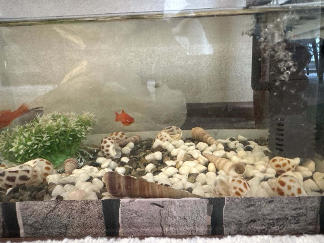 Akvarium və balıqlar — Akvariumlar və balıqlar, Bakı (3)