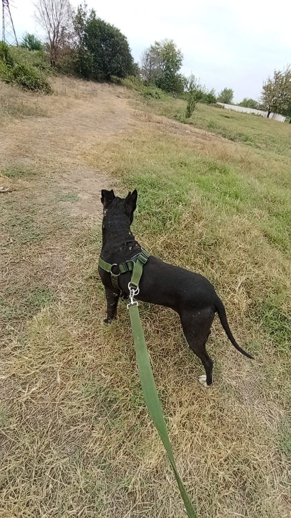 Pitbul, 6 il, Erkək — Köpəklər, Ağstafa (4)