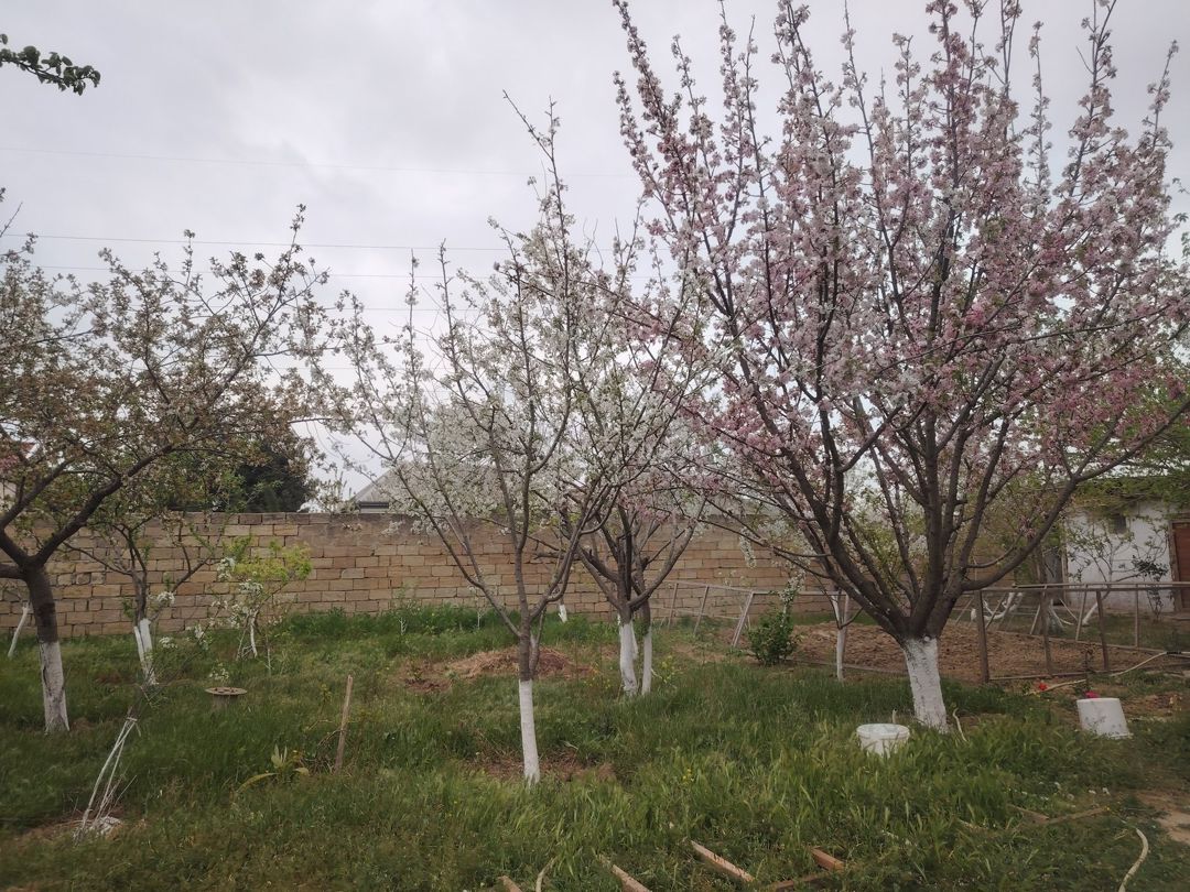 Bağ evi, Abşeron r — Ev, villa, Bakı (2)