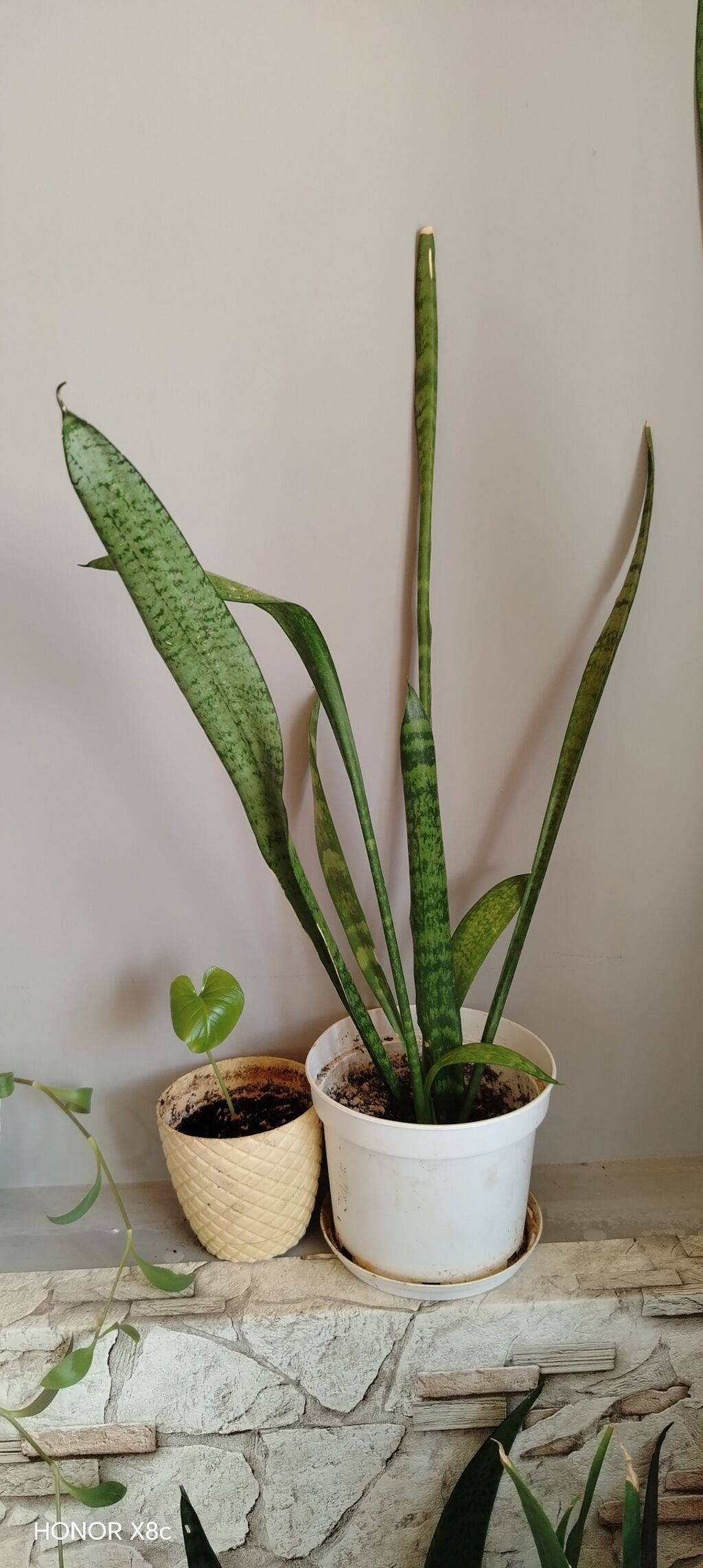 Sansevieria (Qayın dilı / “Snake Plant”) – dekorativ otaq bitkisi — Qapı bitkələri, Digah