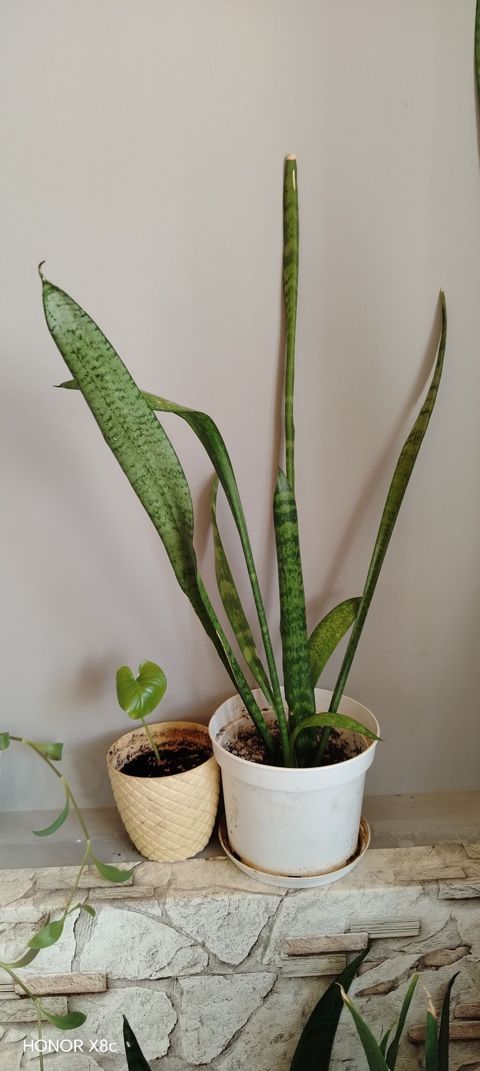 Sansevieria (Qayın dilı / “Snake Plant”) – dekorativ otaq bitkisi — Digah