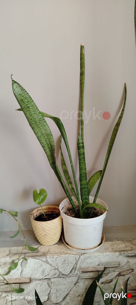 Sansevieria (Qayın dilı / “Snake Plant”) – dekorativ otaq bitkisi — Digah
