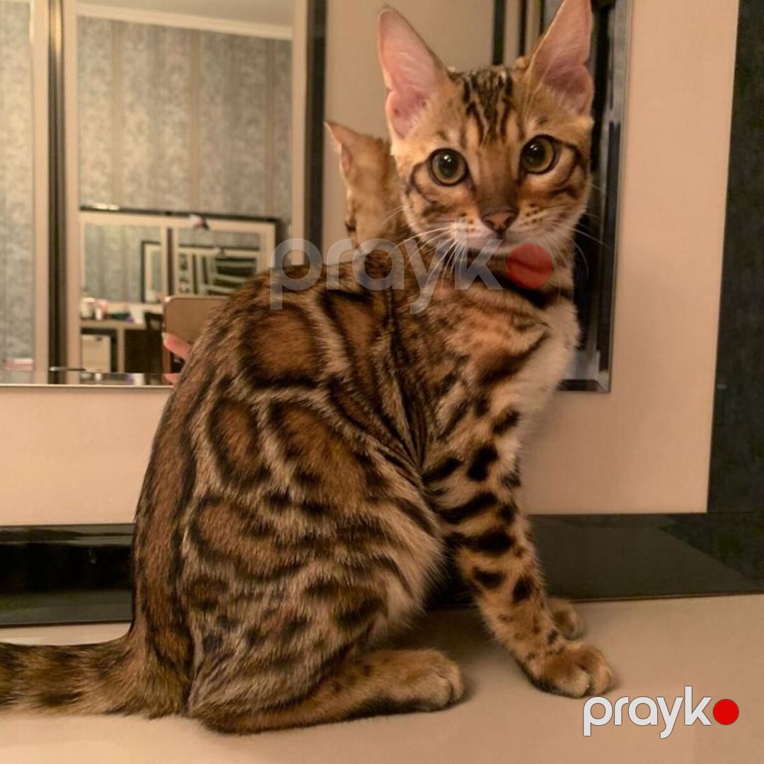 Бенгальские котята — Pişiklər, Bakı (3)