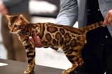 Бенгальские котята — Мелания мират