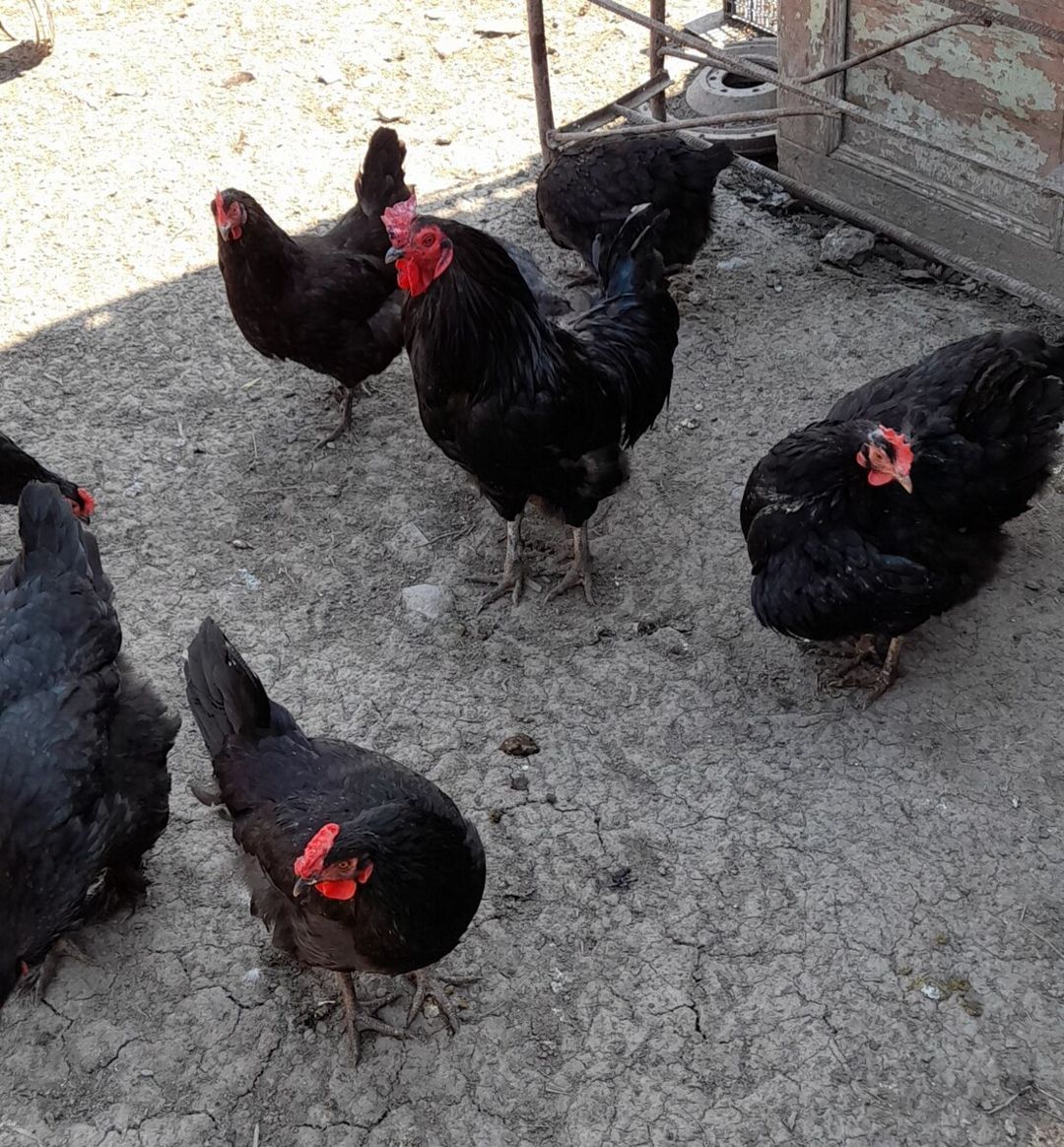 Mayalı kənd toyuğu yumurtaları — Quşlar, Xaçmaz (3)